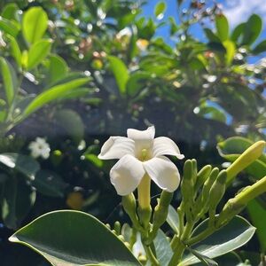 Meet your Posher, Leila